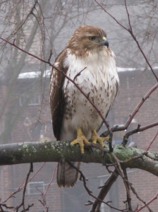 Redtailed hawk in Madison